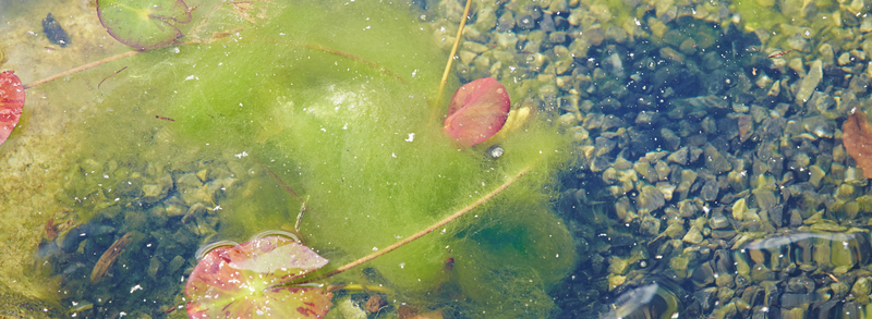 Combating Blanket Weed: A Guide to Maintaining a Crystal-Clear Pond