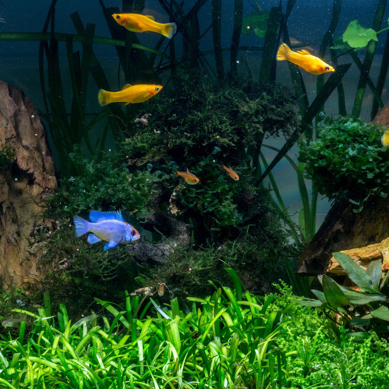 Tetra Aquasafe Aquarium Treatment