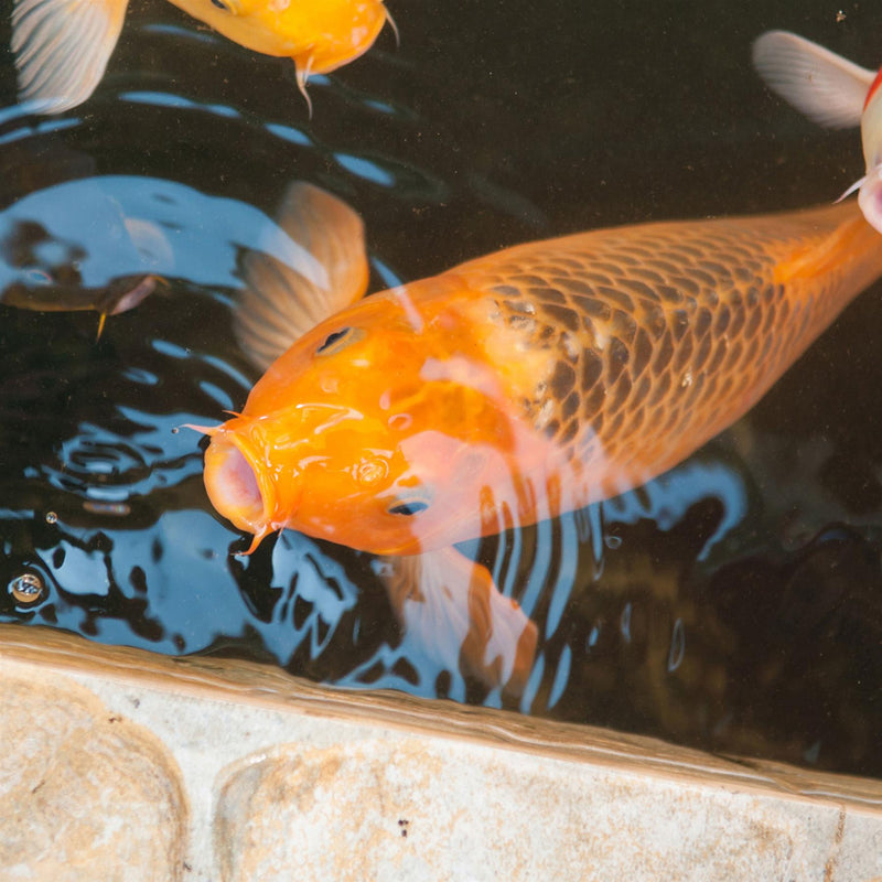 Tetra Pond Koi Colour & Growth Sticks Pond Fish Food