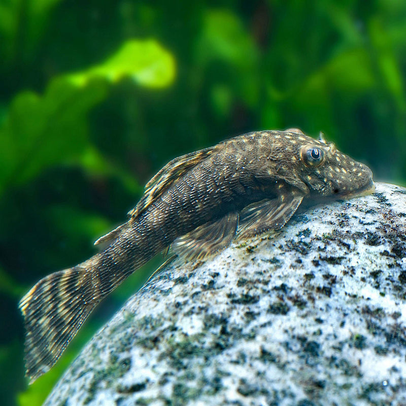 Tetra Pleco 2 in 1 Algae Wafers