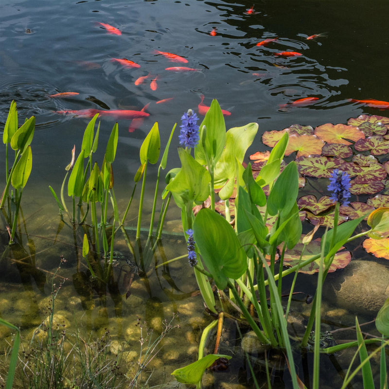 Tetra Pond Aquasafe Treatment