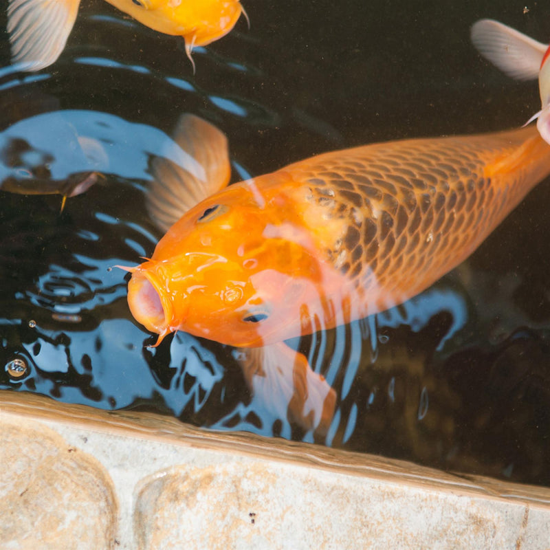 Tetra Pond Floating Koi Sticks Fish Food