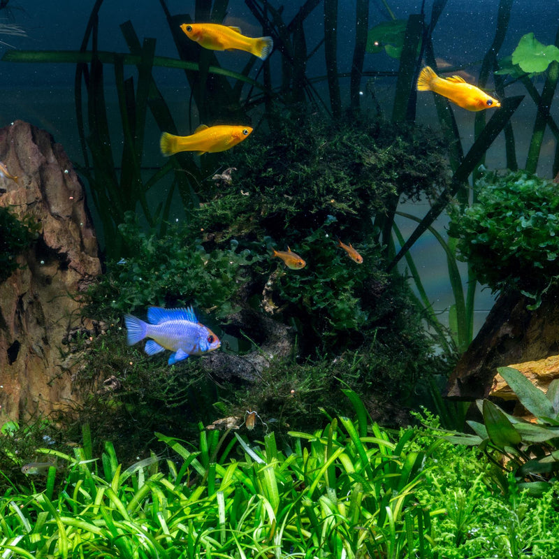 Tetra Aquasafe Aquarium Treatment