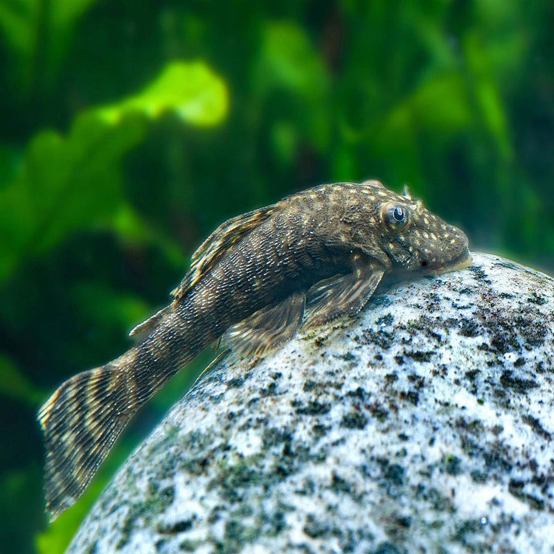 Tetra Pleco 2 in 1 Algae Wafers