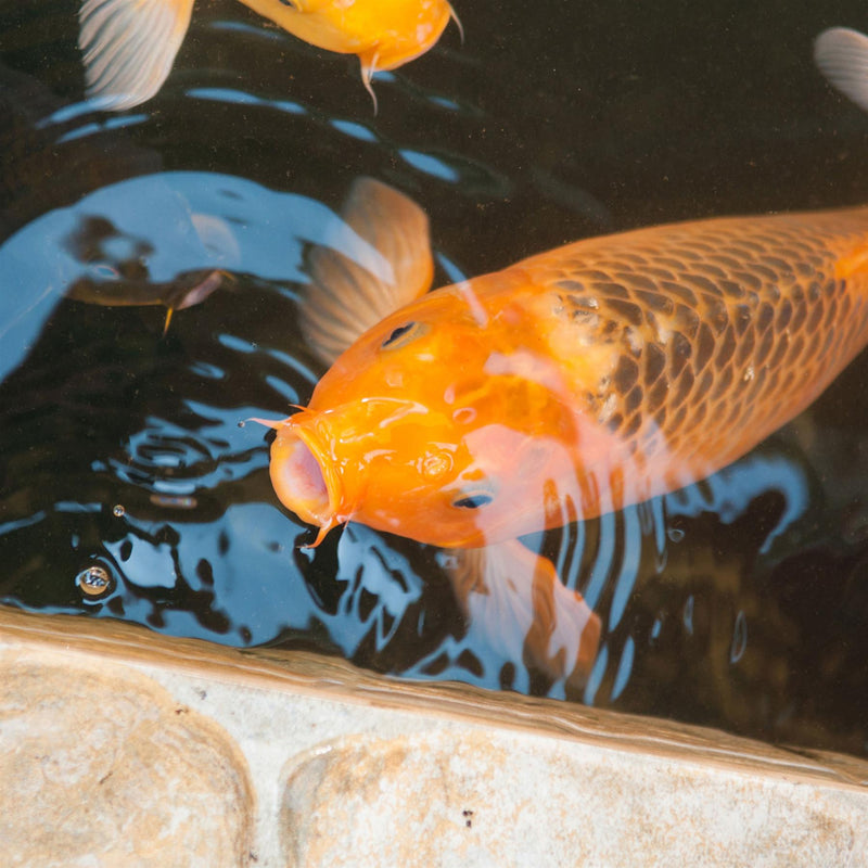 Tetra Floating Pond Sticks Fish Food