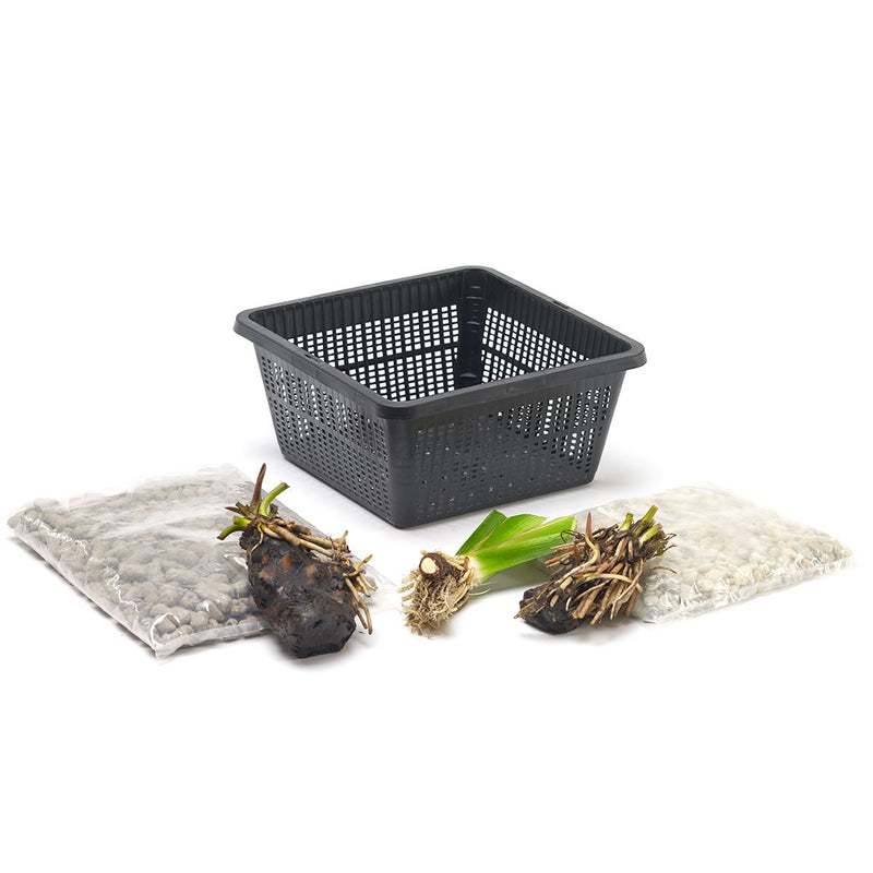 Moerings Patio Pond Plant Set