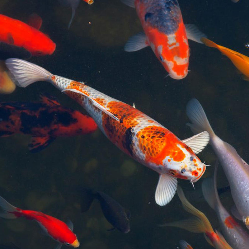 TetraPond Medifin Treatment